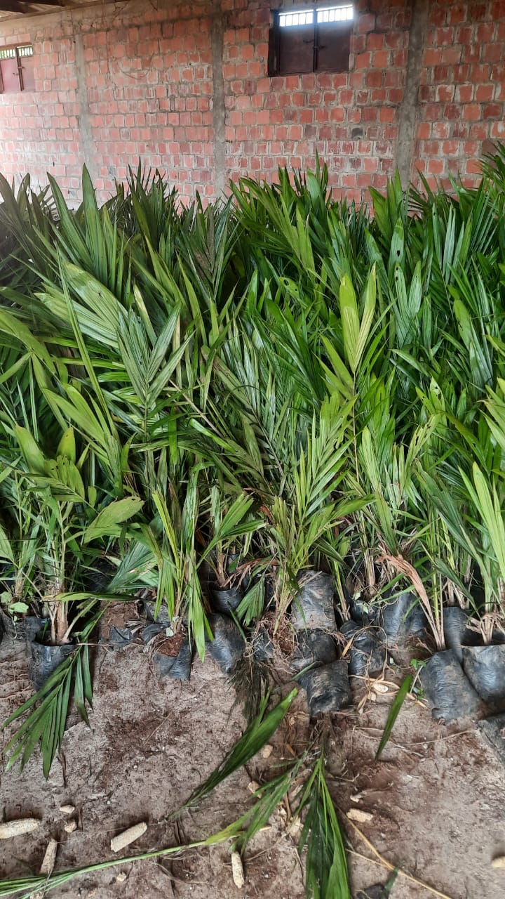 Types of nursery for farmers and nursery management Feed The West